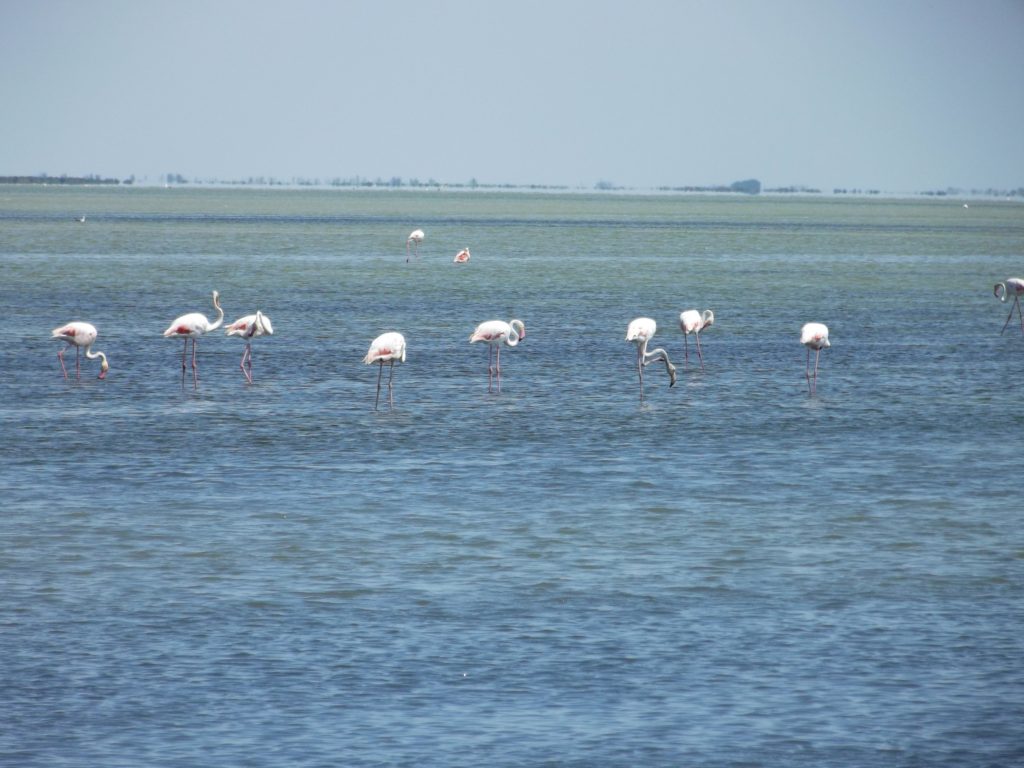 Light pink flamingos search shallow waters for food.