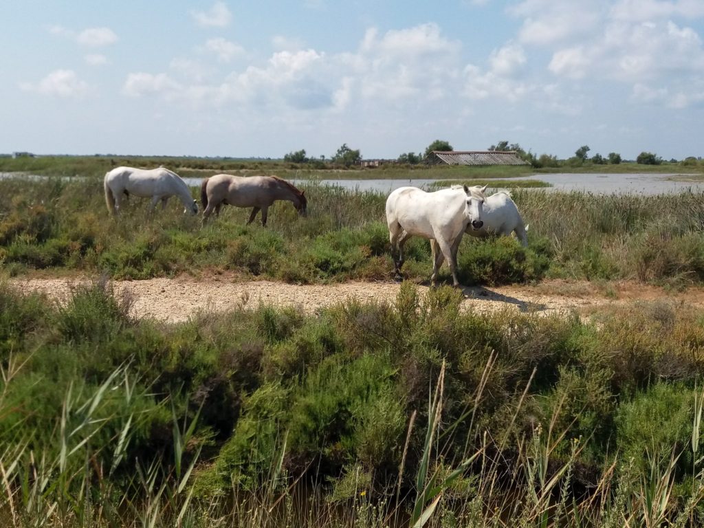 The wild horses of Camargue roam the grassy plains.