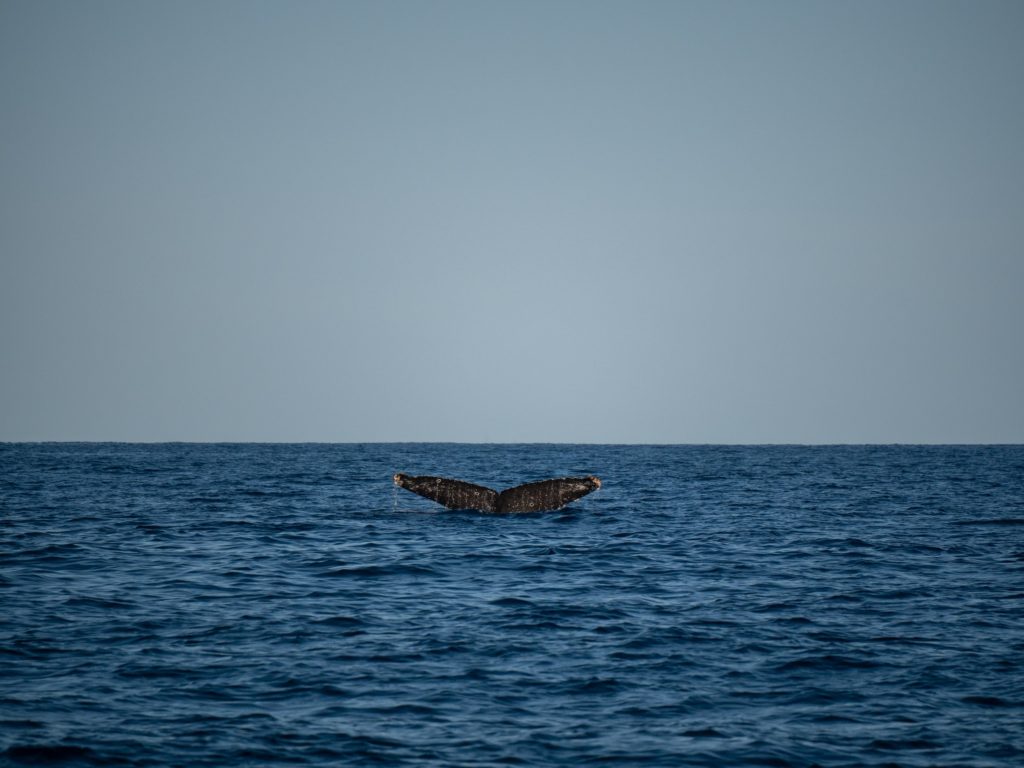 A barnacle-covered whale tail disappears into the water.