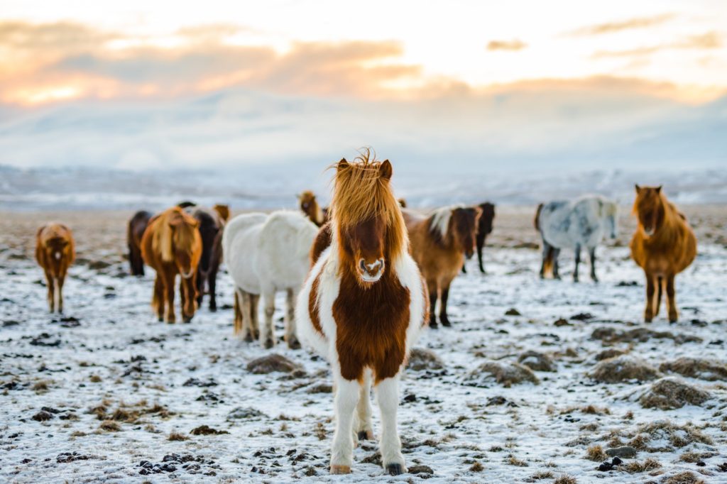 Fluffy brown and white horses in a field of snow.