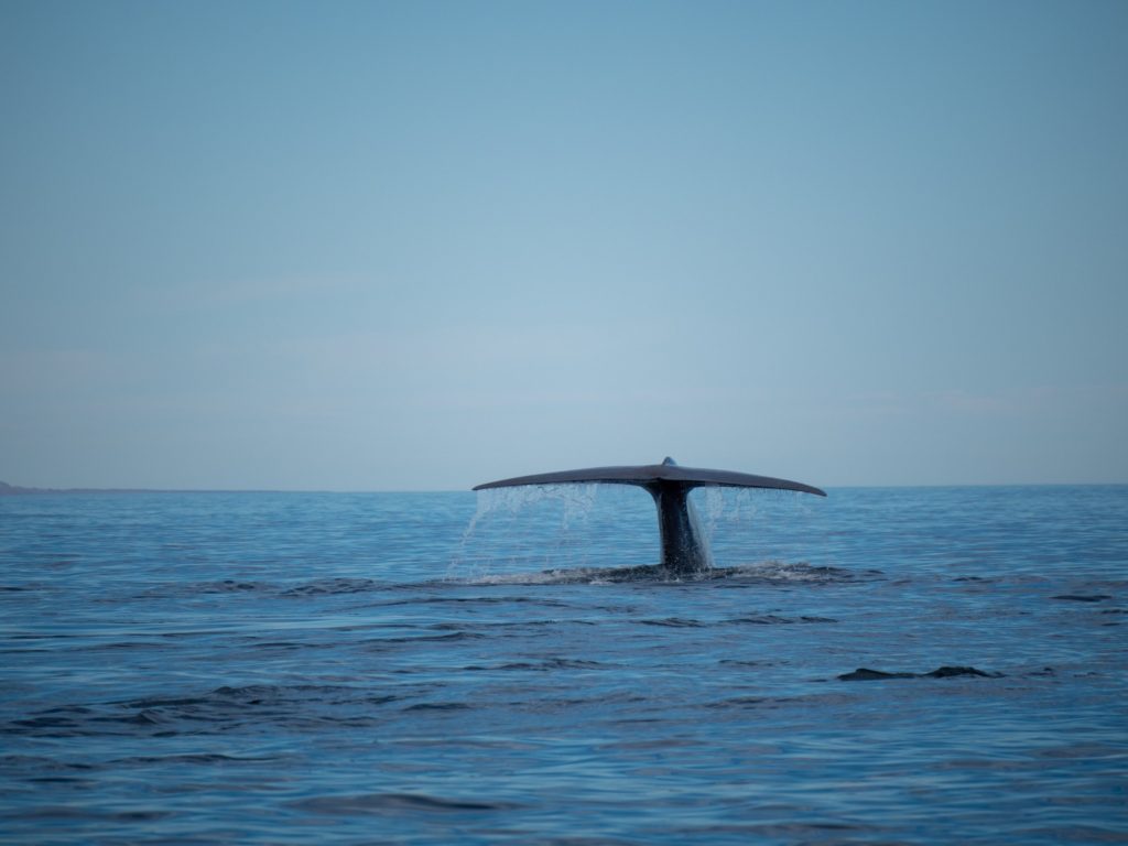 A blue whale tail hovers above the surface.