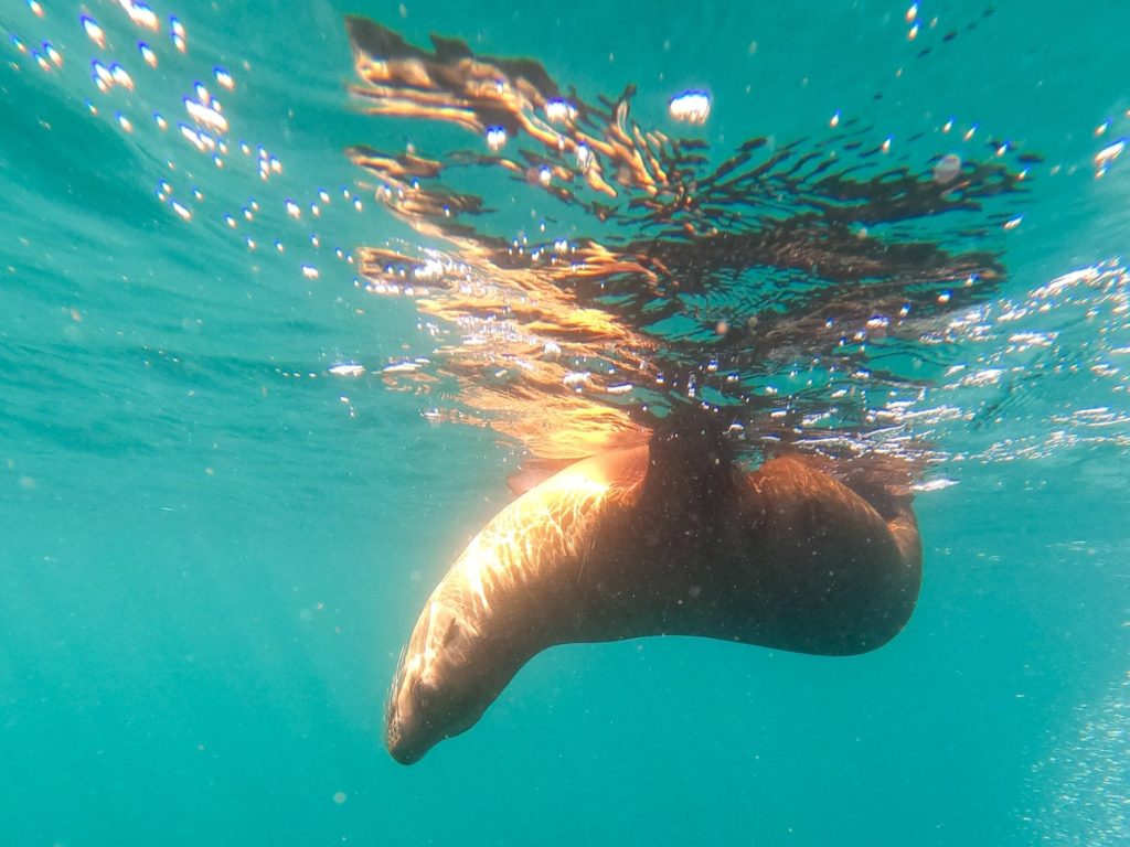 A sea lion upside-down in the water. It sticks its fins and tail out onto the surface to regulate its temperature.