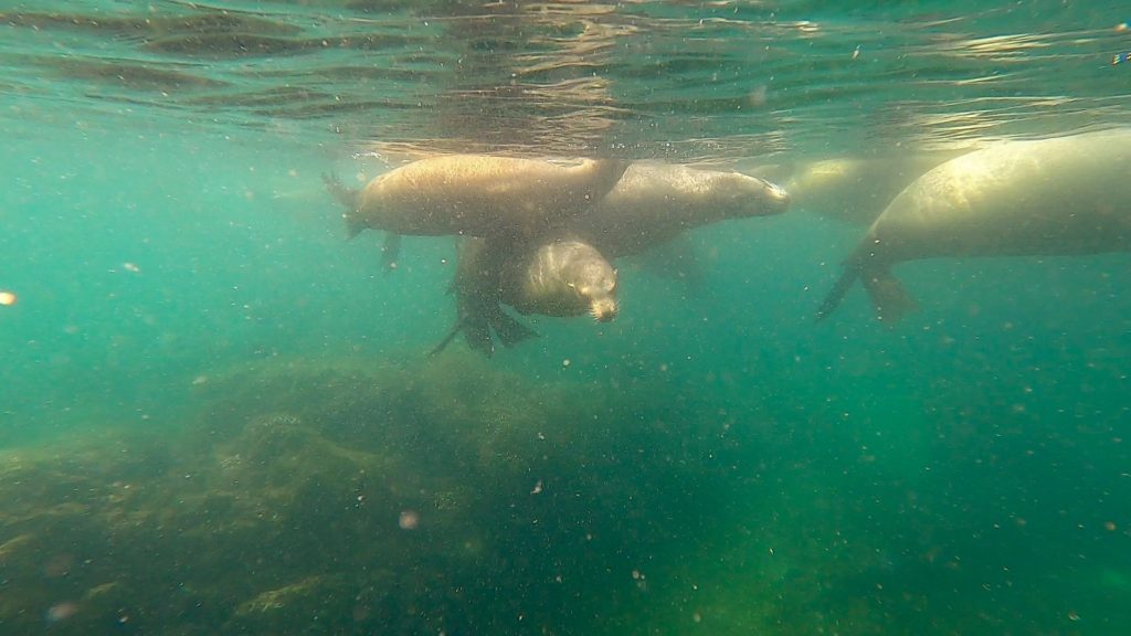 Many sea lions play in the waters of San Rafaelito. They twist and spin around each other in the murky water.