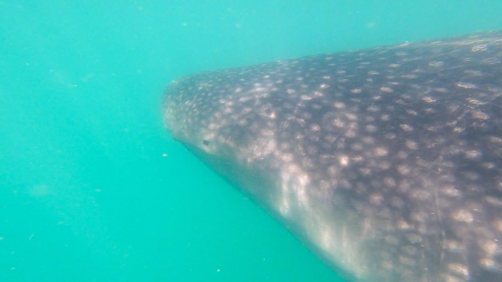 A close-up view of the grey dappled skin of a whale shark as it swims close to the photographer.