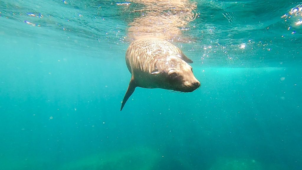 A sea lion swims alone in the waters around Los Islotes, La Paz.