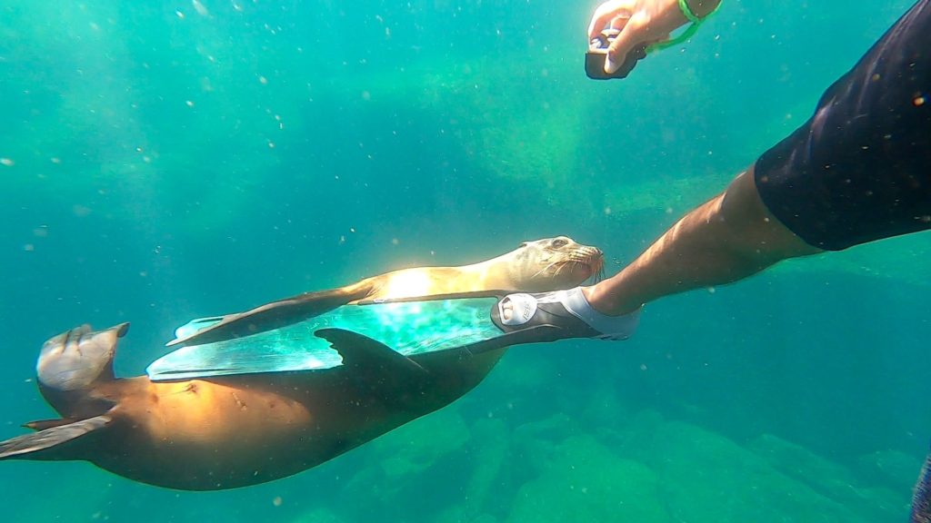 A juvenile sea lion hugs a snorkeller's flippered foot.