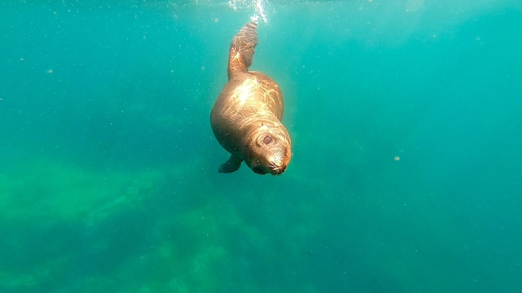 A curious juvenile sea lion swims towards the camera.