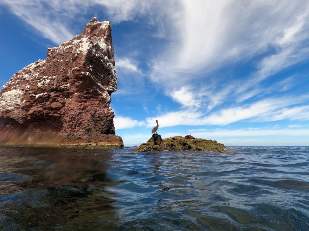 A lone Pelican sits on a small rock formation at Los Islotes.