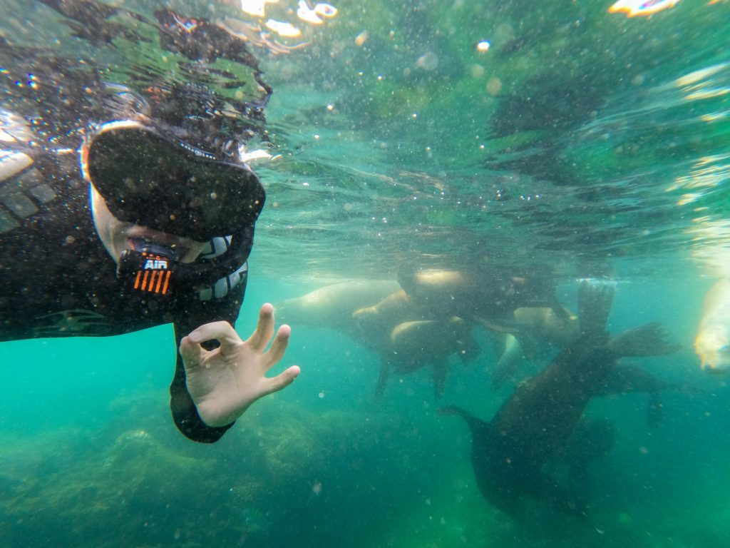 A snorkeller makes the "OK" symbol at the camera whilst a group of sea lions play behind him.