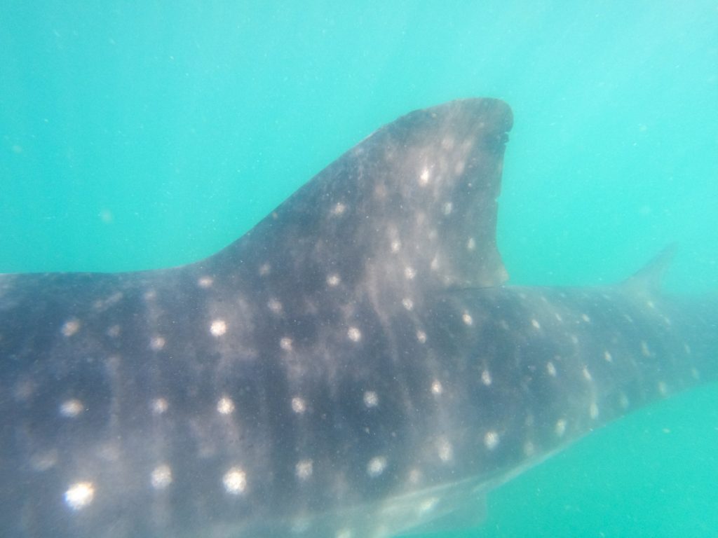 A close-up view of a whale-shark's large dorsal fin. White spots cover its grey skin.