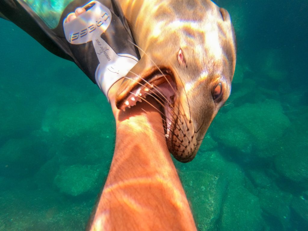 Young sea lions investigate with their mouths. This sea lion gently investigates a swimmer's leg!