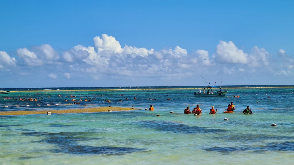 Close to one hundred people are in the waters of Akumal bay on various turtle tours.