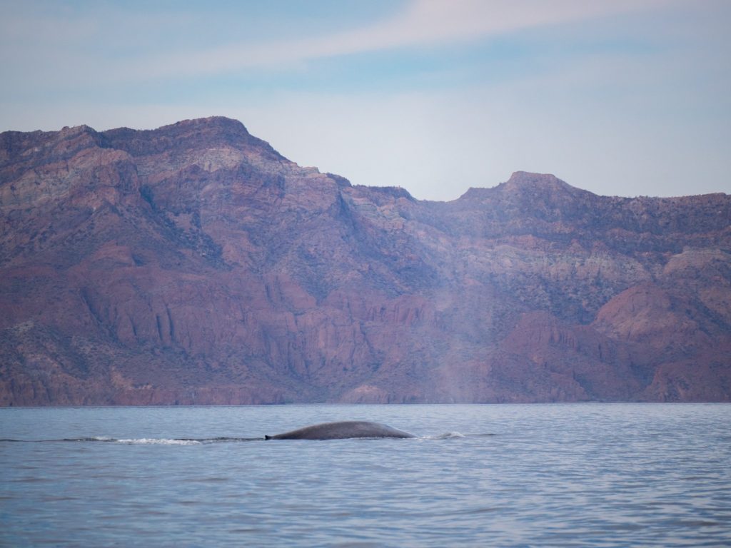 Blue whale shows a large section of its body as it blows. Its tiny dorsal fin can just be seen at the surface.