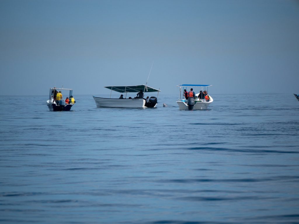 Three boats observe a grey whale in the still water.