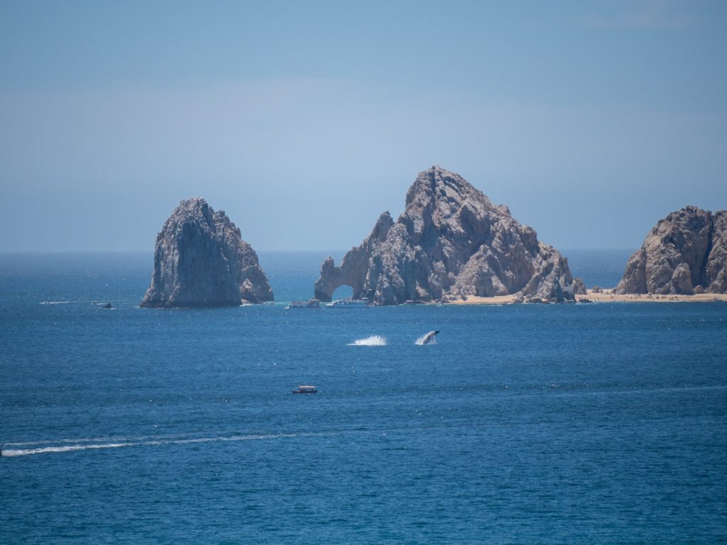 Two whales breach in front of the Arch of Cabo.