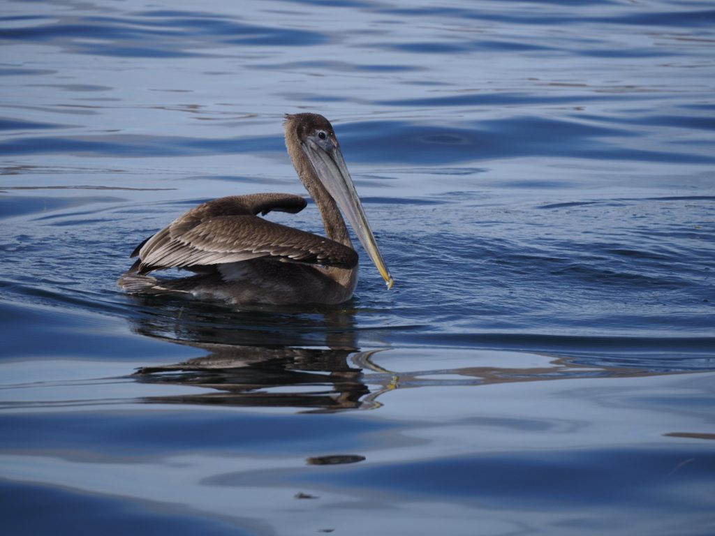 A brown pelican on still waters looks at the camera with curiosity.