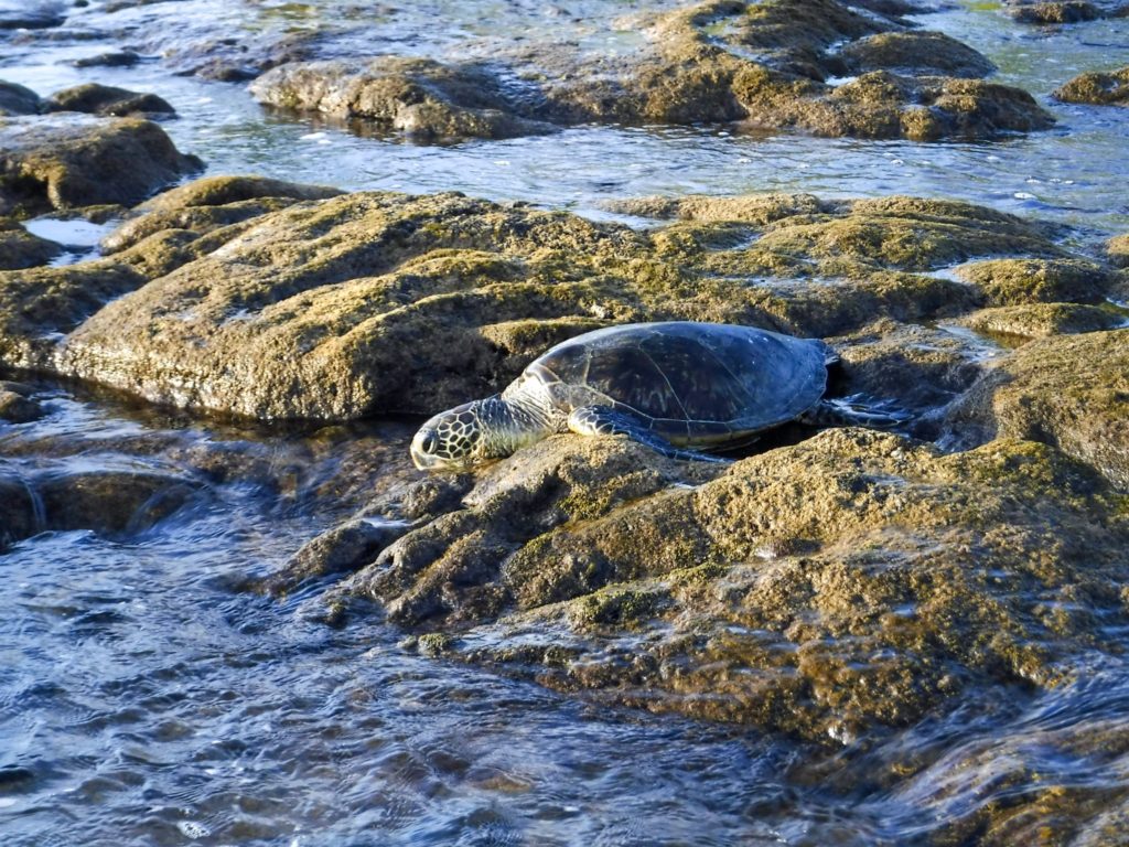 A green turtle relaxes on a beach, part of its head in the water.