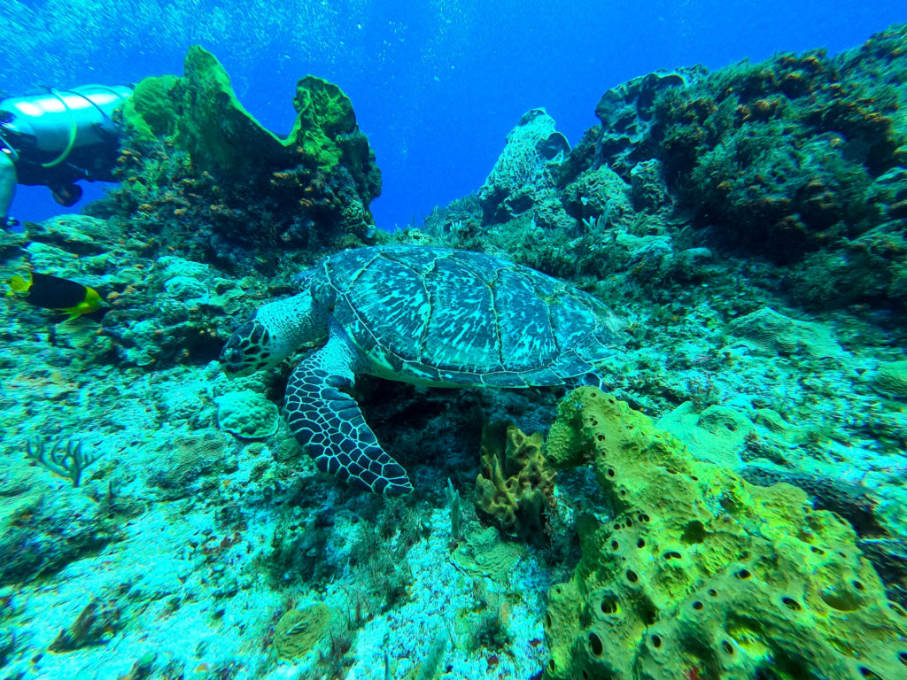 A green turtle swims along a bed of coral in search of food.
