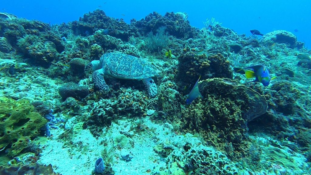 A green turtle explores some large coral formations. Several colourful fish can also be seen.