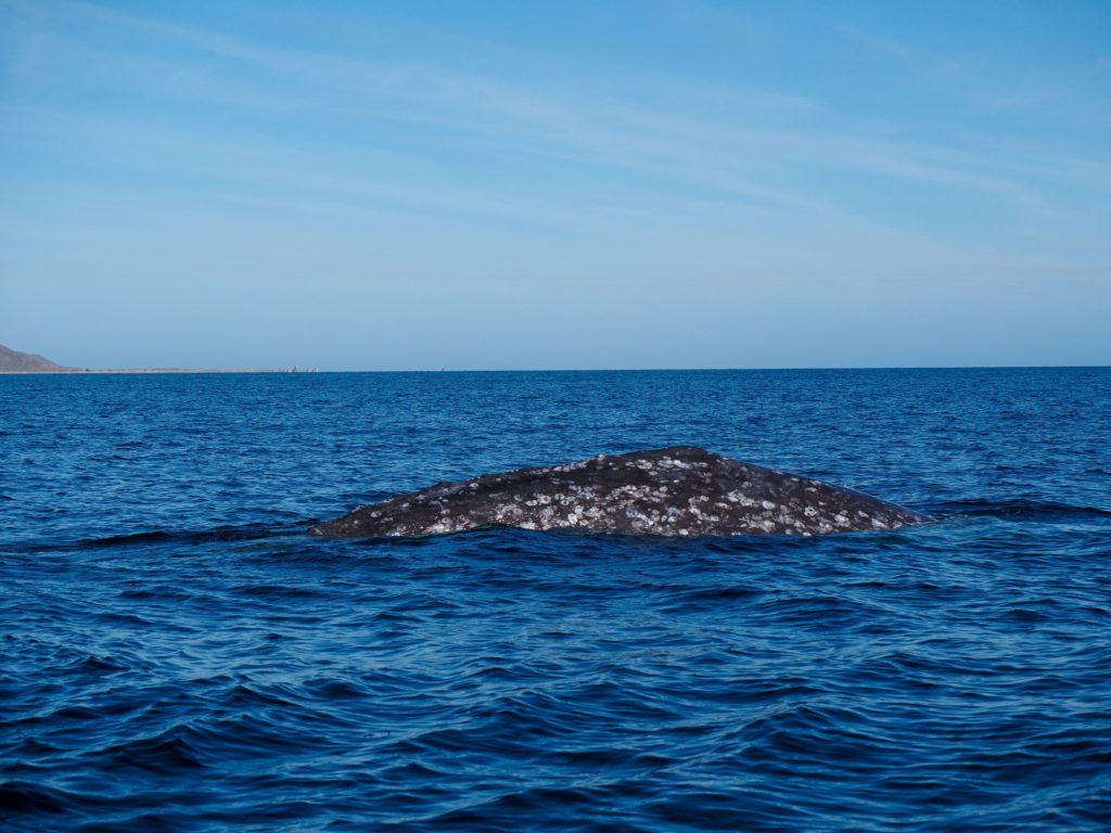 We see a close-up view of the back of a grey whale. Her grey back is covered in white marks.