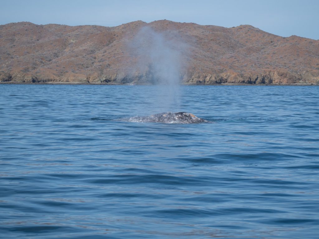 A grey whale breathes in front of mountains in Magdalena Bay, Mexico