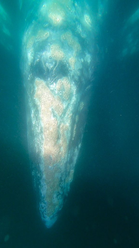Using a go-pro, we can take a peek underwater at a grey whale's barnacled head.