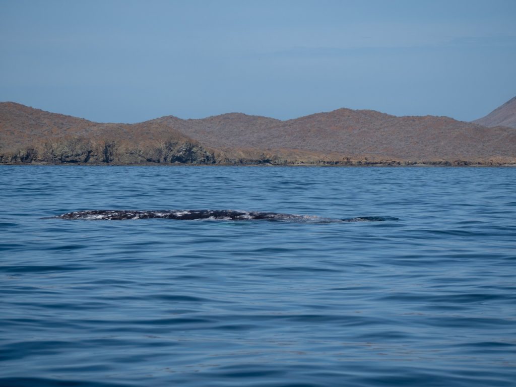 A grey whale in still blue water, surrounded by mountains in Magdalena Bay, Mexico.