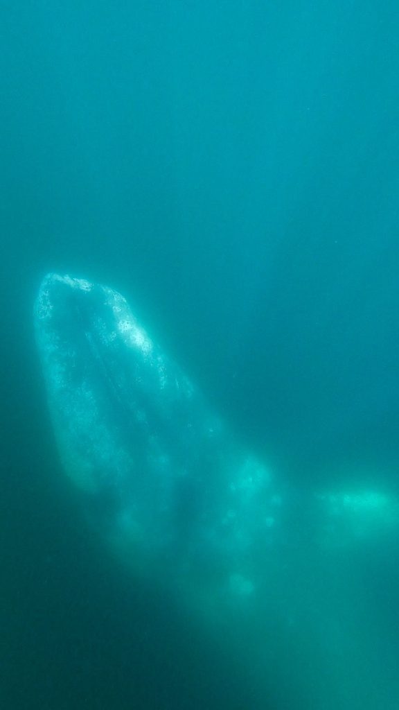 Grey whales are very majestic in their movements underwater.