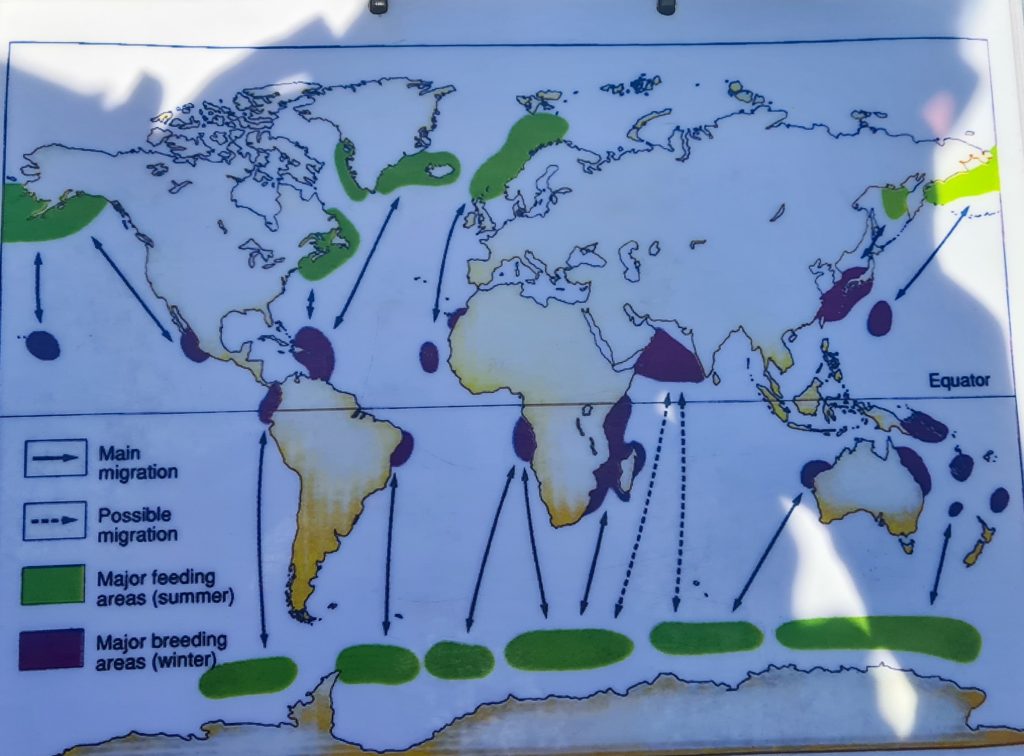 A map showing the long migration patterns of humpback whales.