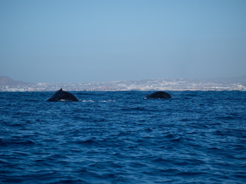 Two humpback whales dive down together showing their pectoral fins.