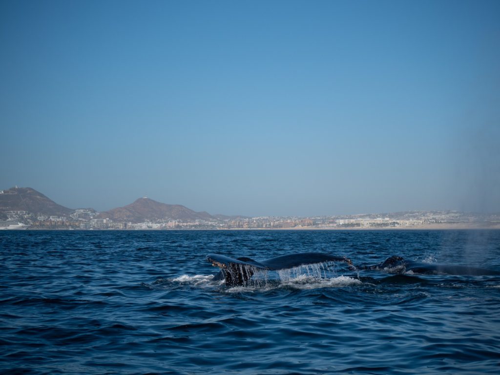 Two humpback whales - one coming up for air, the other diving and lifting its tail in the air.