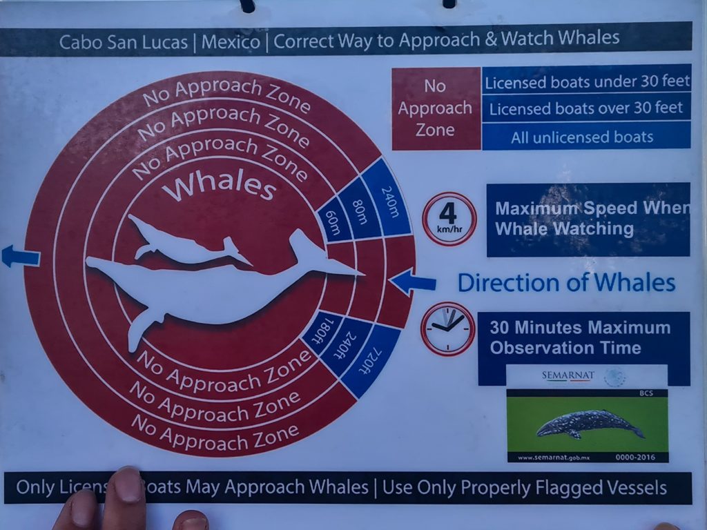 A infographic shows the approach zones allowed for whale watching boats.