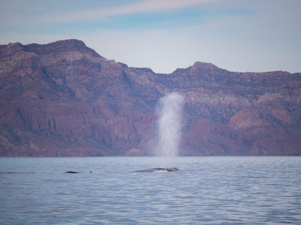 A blue whale breathes at the surface in Loreto Bay.