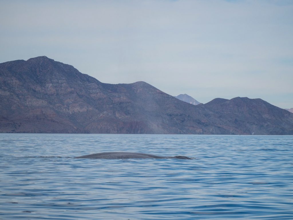 A blue whale breaks the surface to breathe showing only a small section of its long body.