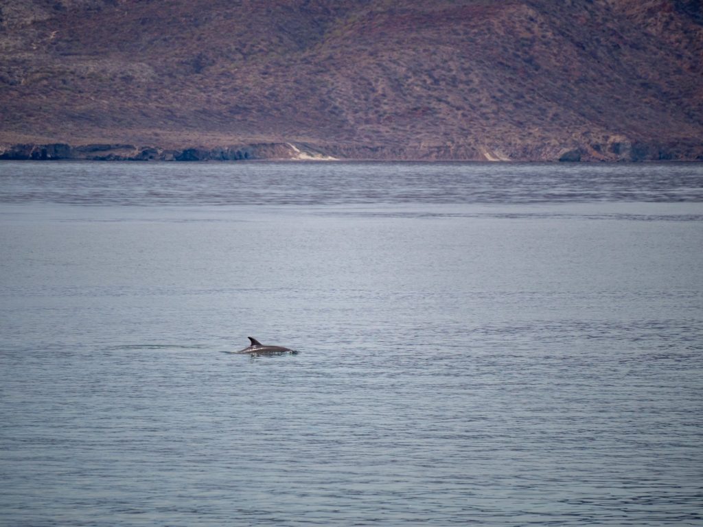 A single dolphin swims through the water. Its grey body glints in the sunshine.