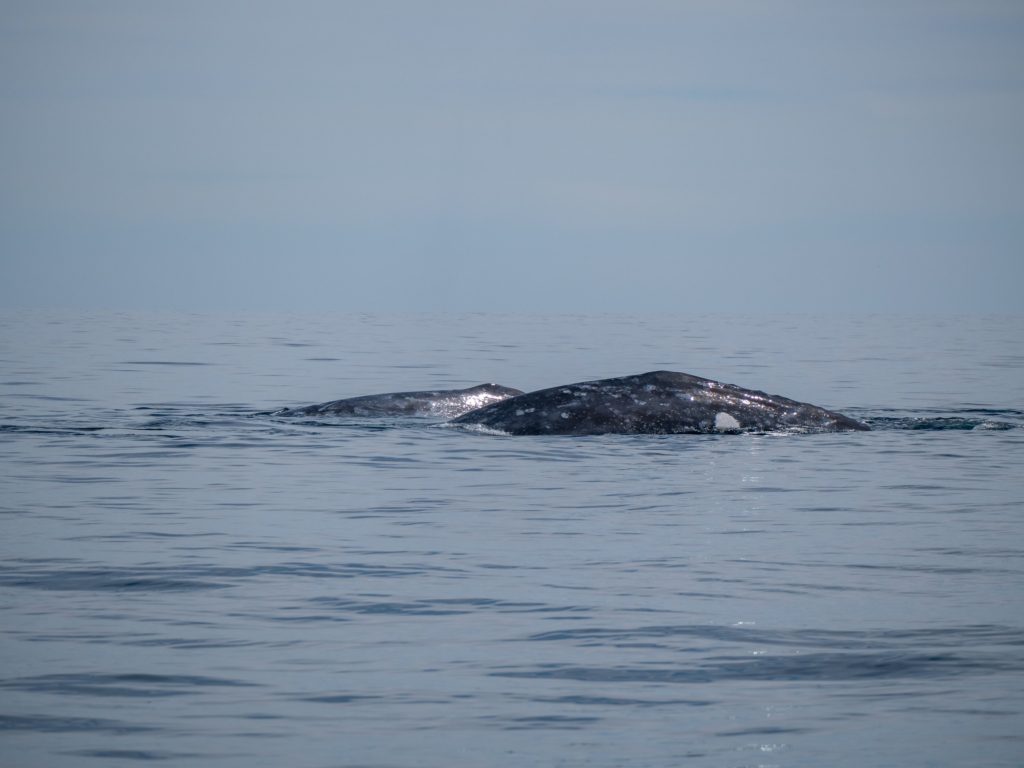 Two grey whales side by side, mother and calf.