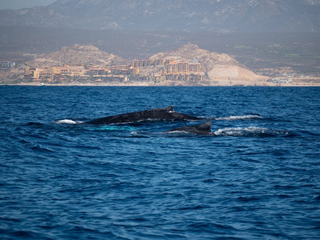 A humpback mum and baby break the surface together to breath. The town of Cabo San Lucas can be seen in the background.