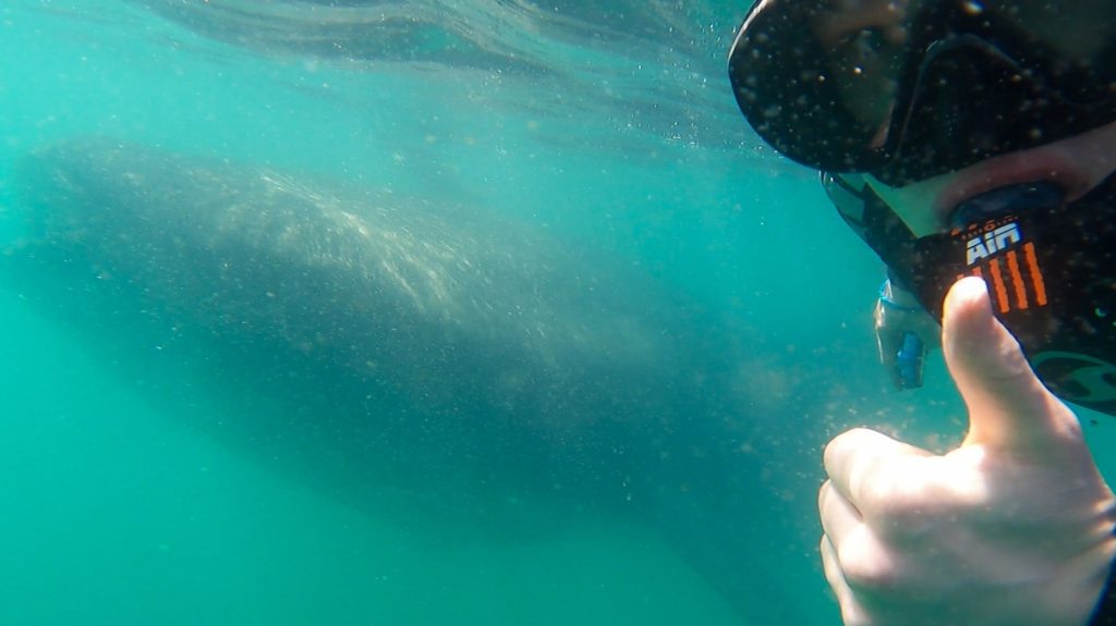 A snorkeller gives a thumbs up as he swims alongside a giant whale shark.