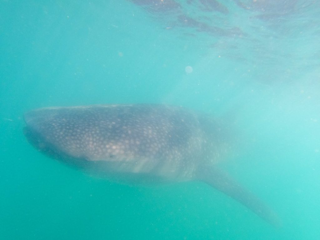 A huge whale shark swims towards the camera. Its long body stretches on out of view in the hazy water.