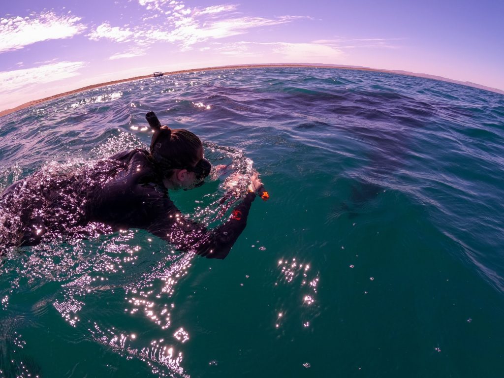 A snorkeller floats on the surface, filming a dark shape under the water with her Go-Pro.