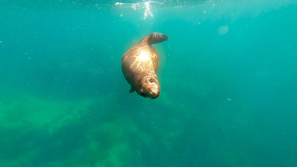A sea lion looks straight into the camera as it swims over for a closer look.