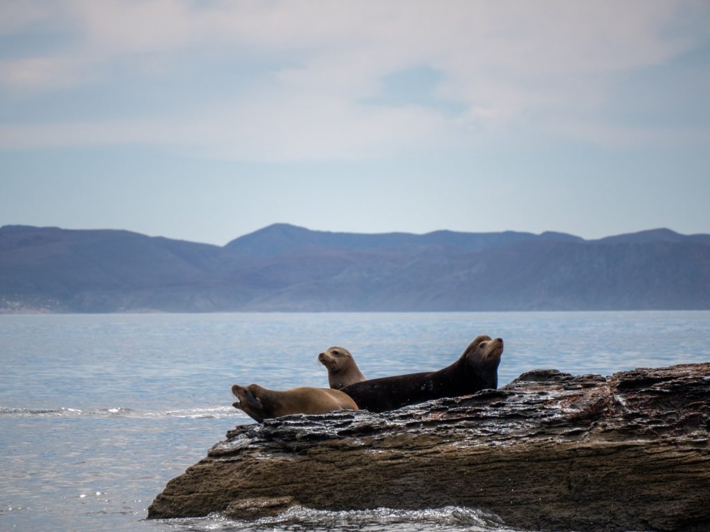 Three sea lions lie on a rock in Loreto Bay National Marine Park.