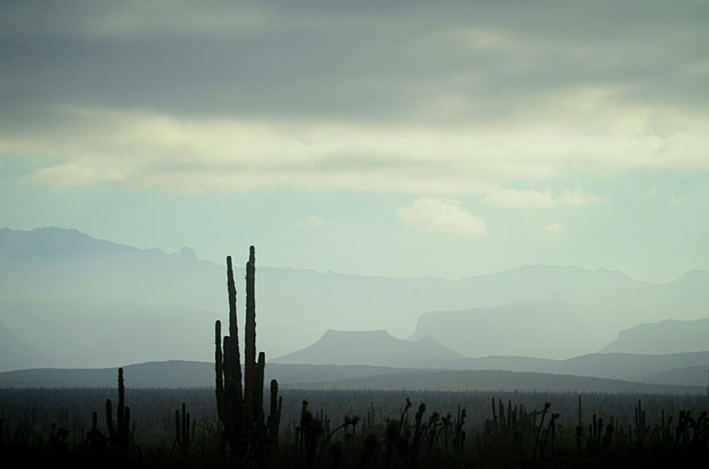 The sun sets over a misty landscape. Cacti can be seen in the foreground, and mountains in the background.