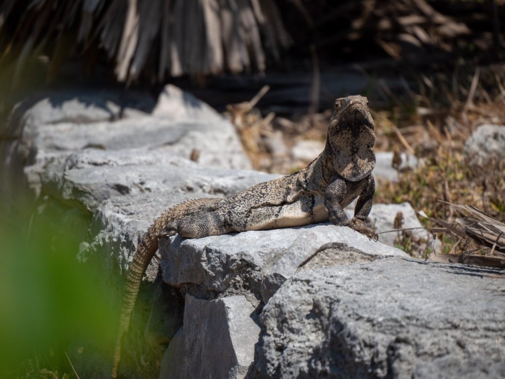 An iguana sits proudly on a rock. It's long tail extends away out of shot.