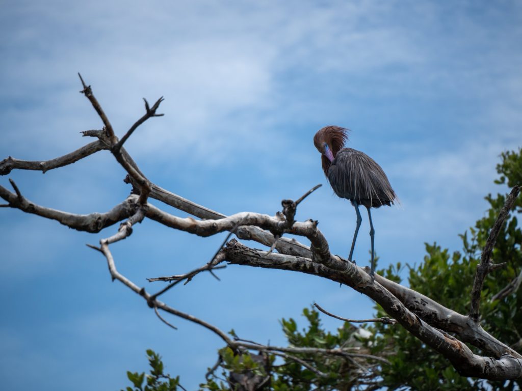 An impressively tail bird stands up to clean itself on top of a high branch.