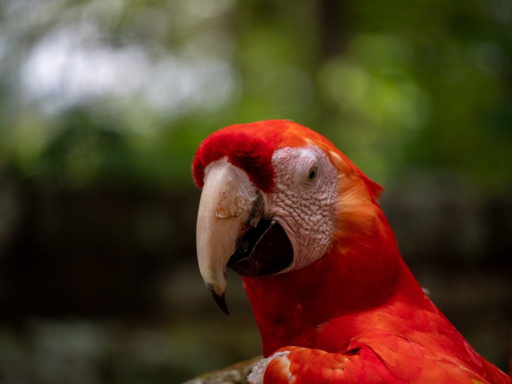 A bright red tropical bird looks straight down the camera lens for an impressive headshot.