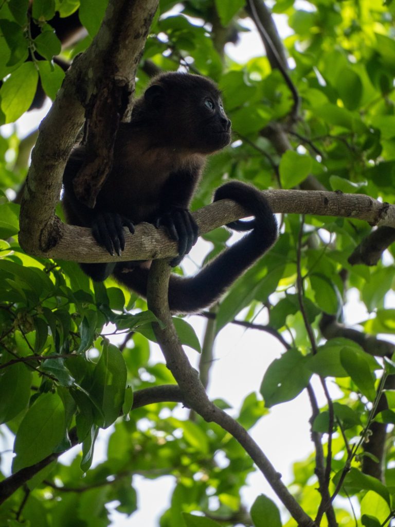 A baby monkey perches on a branch and gazes up at the canopy with big blue eyes.