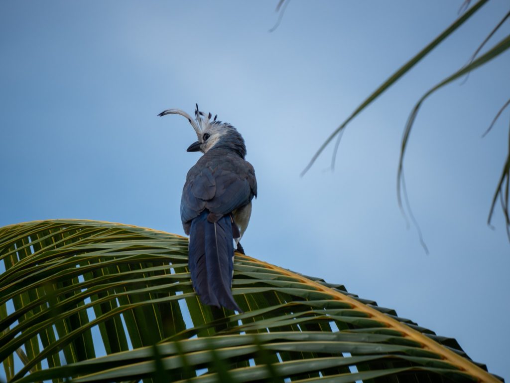 A small blue bird perches on the end of a branch. Its long blue tail feathers stretch out proudly.