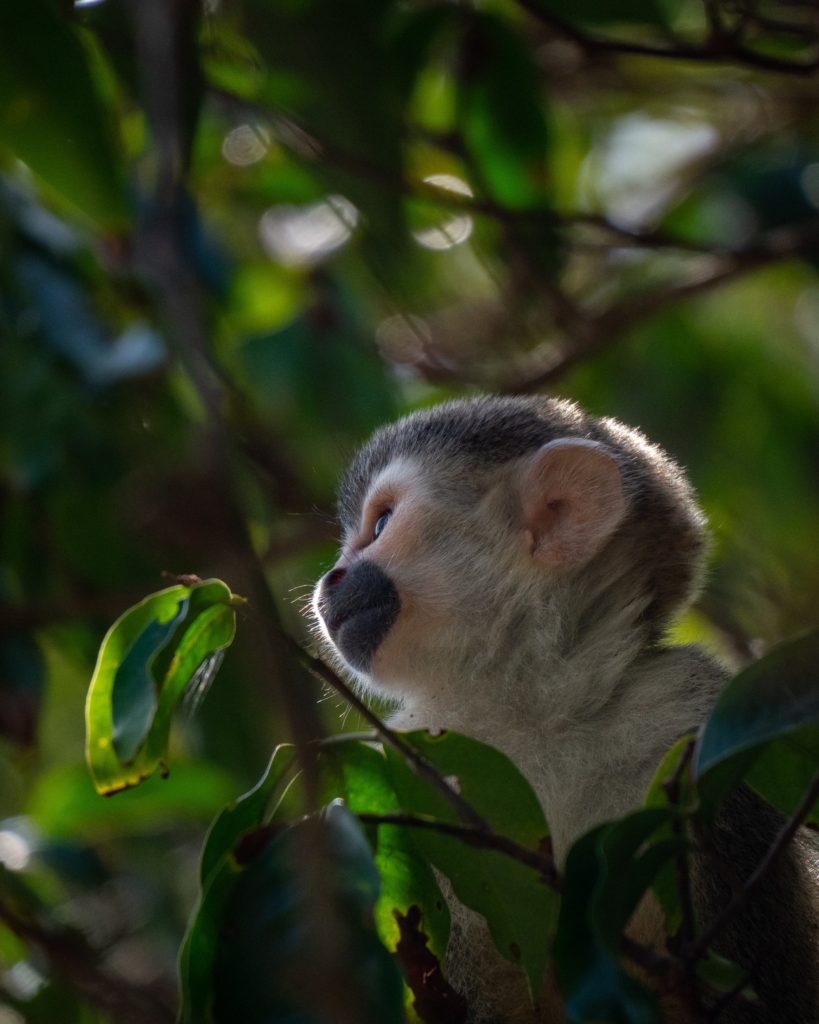 A baby monkey's face, side-on to the photographer, can be visible through a gap in the trees.