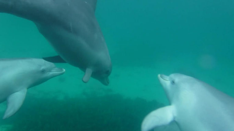 Everything you need to know about Swimming with Dolphins on Kangaroo Island